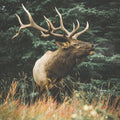 The Marksman | Men's Gold Wedding Band with Elk Antler